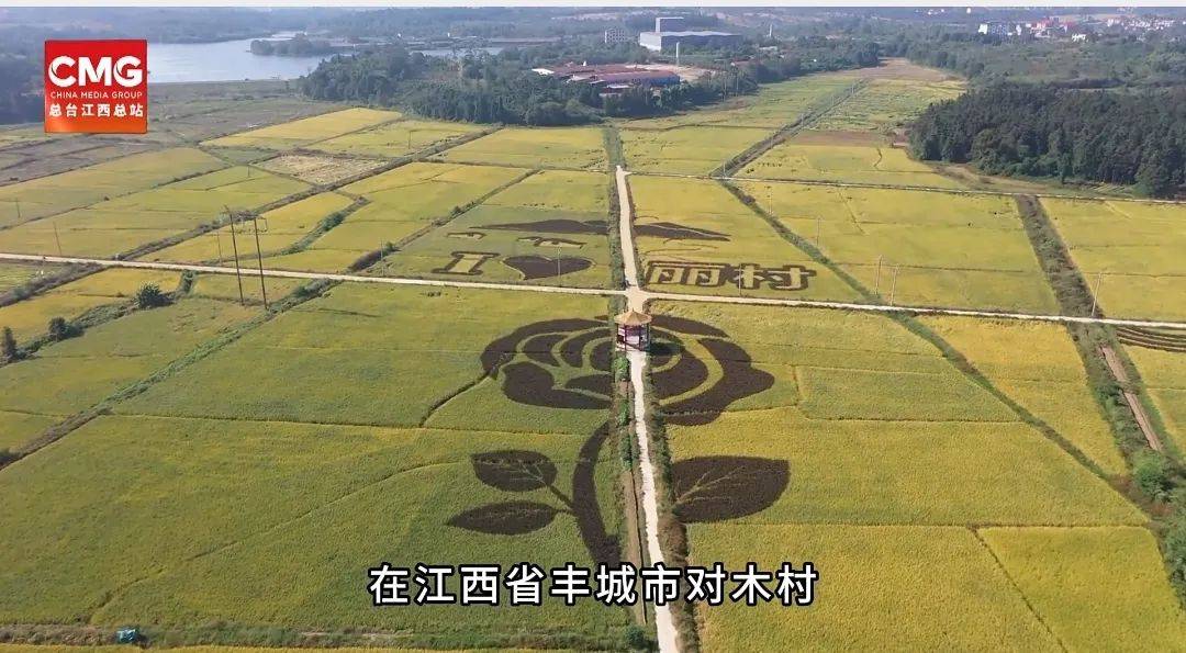央视新闻连续报道丰城