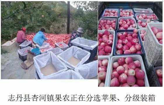 米脂苹果产业新闻米脂县山地苹果简介