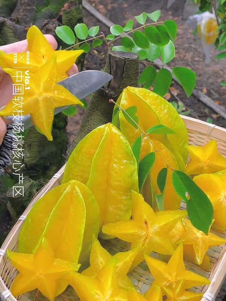 杨桃苹果手机版杨桃为什么不建议人吃-第2张图片-太平洋在线下载