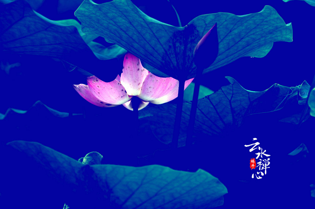 云水禅心客户端禅心定位追踪下载