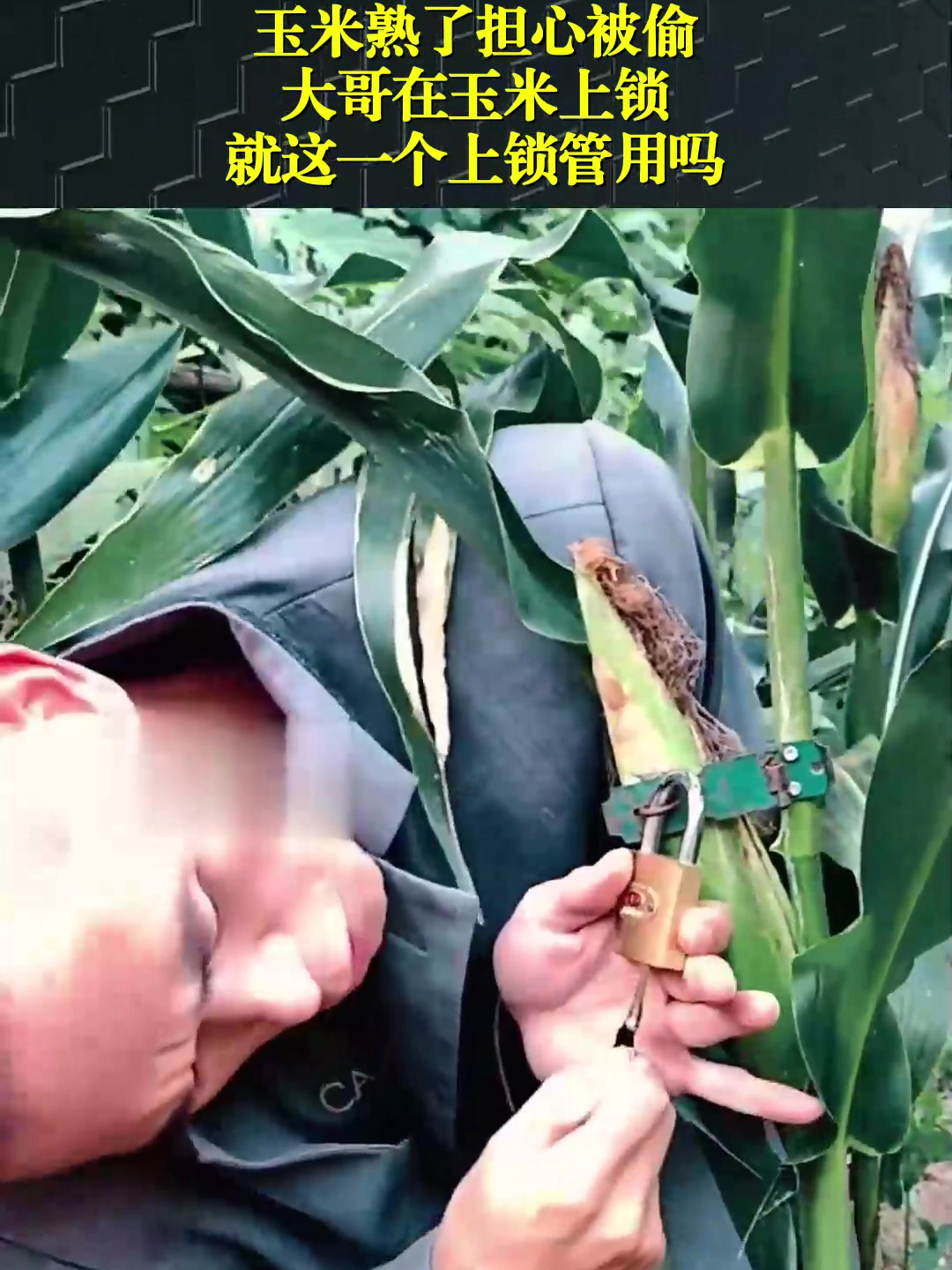 苹果版玉米熟了游戏速冻玉米是生的还是熟的